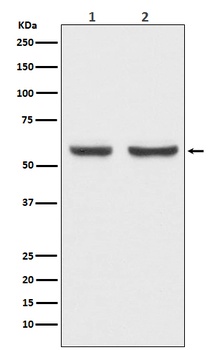 xCT Rabbit Monoclonal Antibody
