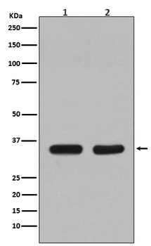 CDC34/Ubch3 Rabbit Monoclonal Antibody
