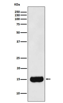 MSMB Rabbit Monoclonal Antibody