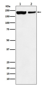 KDM5A Rabbit Monoclonal Antibody