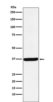 DDAH1 Rabbit Monoclonal Antibody