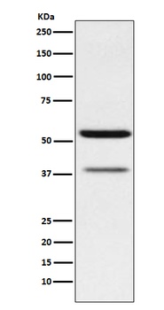 CEACAM6 Rabbit Monoclonal Antibody