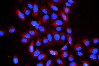 Cyclophilin B PPIB Mouse Monoclonal Antibody