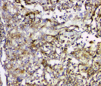 Cyclophilin B PPIB Mouse Monoclonal Antibody