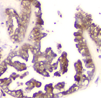 Cyclophilin B PPIB Mouse Monoclonal Antibody