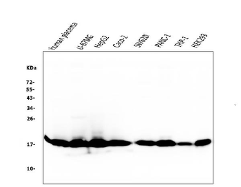Cyclophilin B PPIB Mouse Monoclonal Antibody