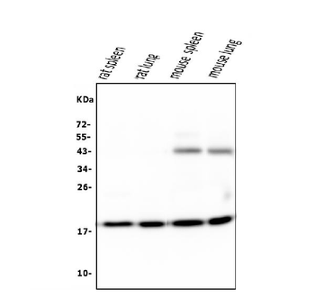 Cyclophilin B PPIB Mouse Monoclonal Antibody