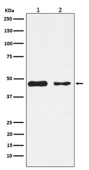 PDK2 Rabbit Monoclonal Antibody