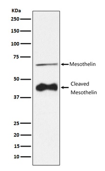 Mesothelin Rabbit Monoclonal Antibody