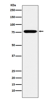 KIF3A Rabbit Monoclonal Antibody