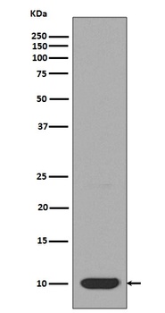 DYNLL1/Pin Rabbit Monoclonal Antibody