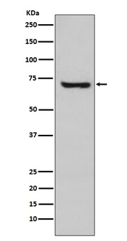 HSPA2 Rabbit Monoclonal Antibody