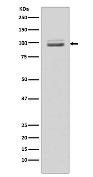 MKLP1 KIF23 Rabbit Monoclonal Antibody