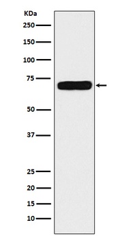 NPRC Rabbit Monoclonal Antibody