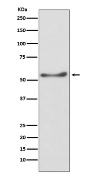 ATP5A1/Atp5A Rabbit Monoclonal Antibody