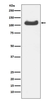 HSPA4 Rabbit Monoclonal Antibody