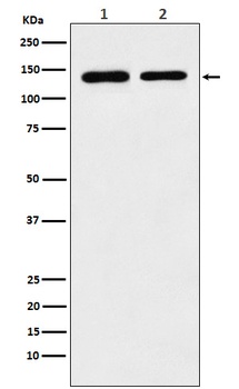 SA2 Rabbit Monoclonal Antibody