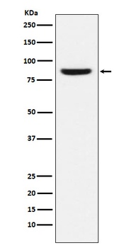 MCM5 Rabbit Monoclonal Antibody
