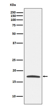 Claudin 4 Monoclonal Antibody