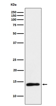 TCL1 Rabbit Monoclonal Antibody