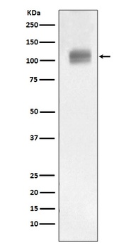 ATG9A Rabbit Monoclonal Antibody