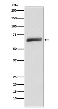 USP22 Rabbit Monoclonal Antibody