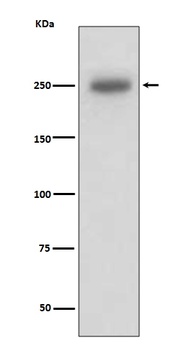 Laminin beta 1 LAMB1 Rabbit Monoclonal Antibody