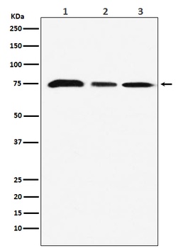 KAT7/HBO1/MYST2 Rabbit Monoclonal Antibody
