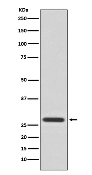 14-3-3 Theta YWHAQ/14 Rabbit Monoclonal Antibody