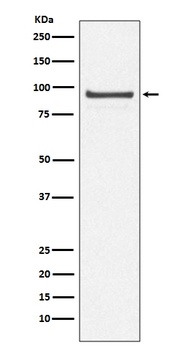Cdc27/APC3 Rabbit Monoclonal Antibody