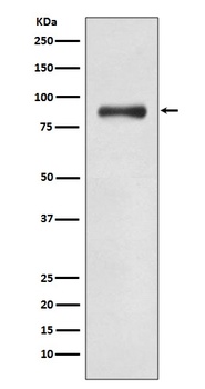 WASF2 Rabbit Monoclonal Antibody