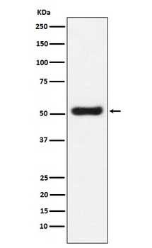 OLFM4 Rabbit Monoclonal Antibody