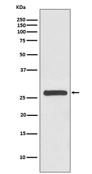 14-3-3 gamma YWHAG/14 Rabbit Monoclonal Antibody
