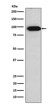 Villin VIL1 Monoclonal Antibody