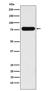 Villin-1 VIL1 Rabbit Monoclonal Antibody