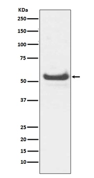 JNK3 Rabbit Monoclonal Antibody