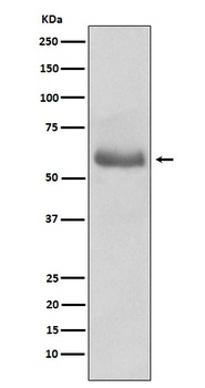 Oct-2 Rabbit Monoclonal Antibody