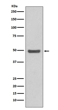 Cyclin E2 CCNE2 Rabbit Monoclonal Antibody