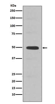 Cyclin E2 CCNE2 Rabbit Monoclonal Antibody