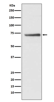 Cdc16/APC6 Rabbit Monoclonal Antibody