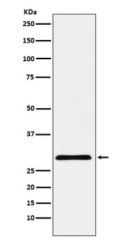 cbx7 Rabbit Monoclonal Antibody