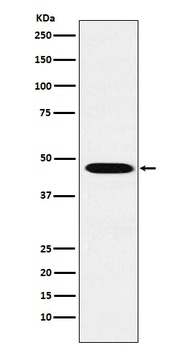 Wnt2b Rabbit Monoclonal Antibody