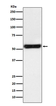 PTGER2 Rabbit Monoclonal Antibody