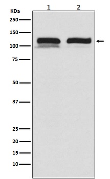 USP11 Rabbit Monoclonal Antibody
