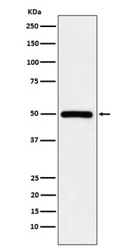 KMT5A/SETD8/Pr-SET7/SET7 Rabbit Monoclonal Antibody