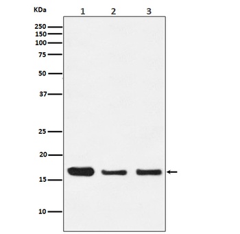 HES5 Monoclonal Antibody