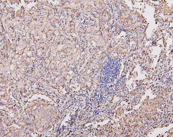 COX IV COX4I1 Antibody (monoclonal, 4G11)