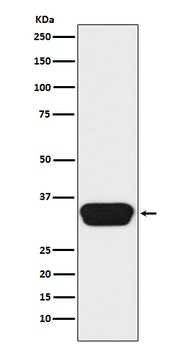 Otx1/2 Rabbit Monoclonal Antibody