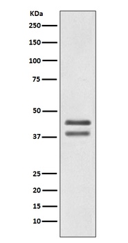 JunD Rabbit Monoclonal Antibody