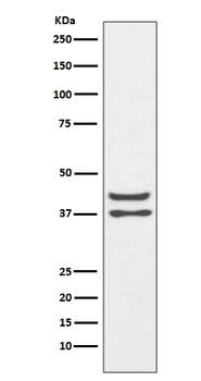 JunD Rabbit Monoclonal Antibody